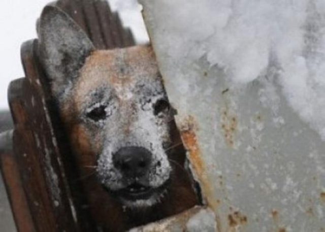 i-maltrattamenti-subiti-dal-cane 2