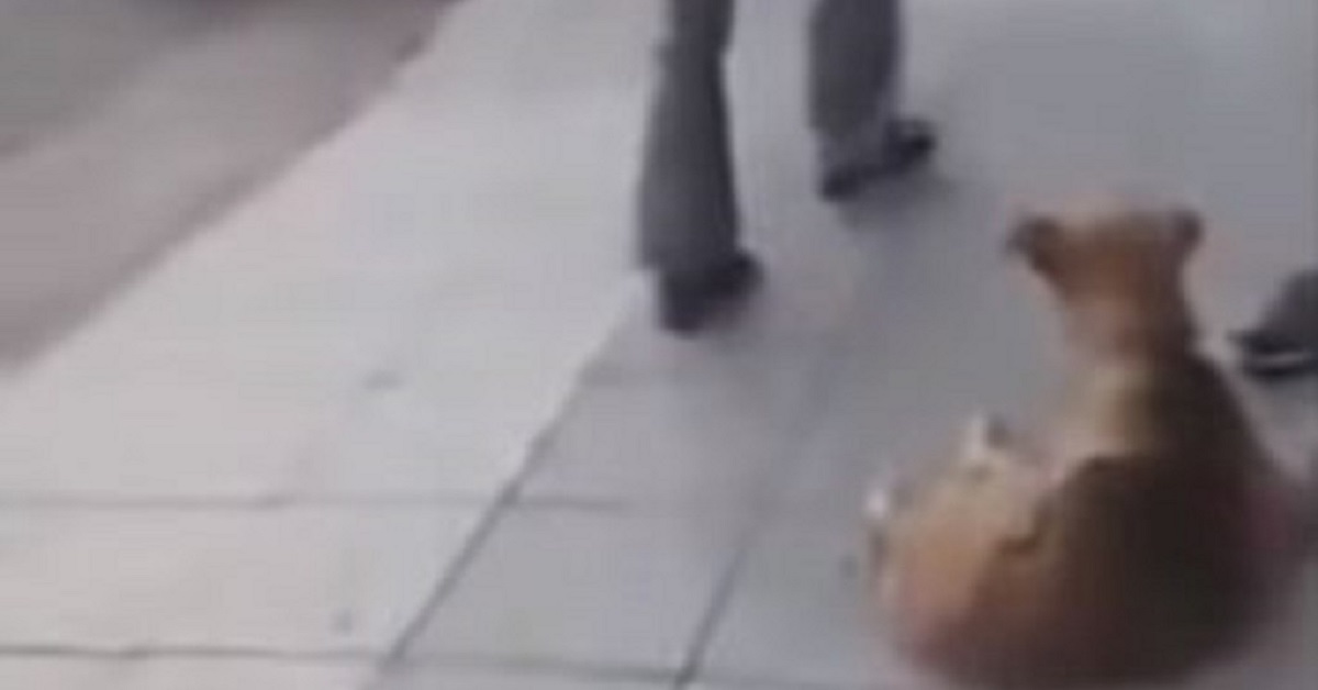 Buenos Aires: abbandona il cane sulla strada