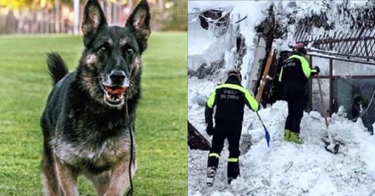 Addio Falco, eroe di Rigopiano