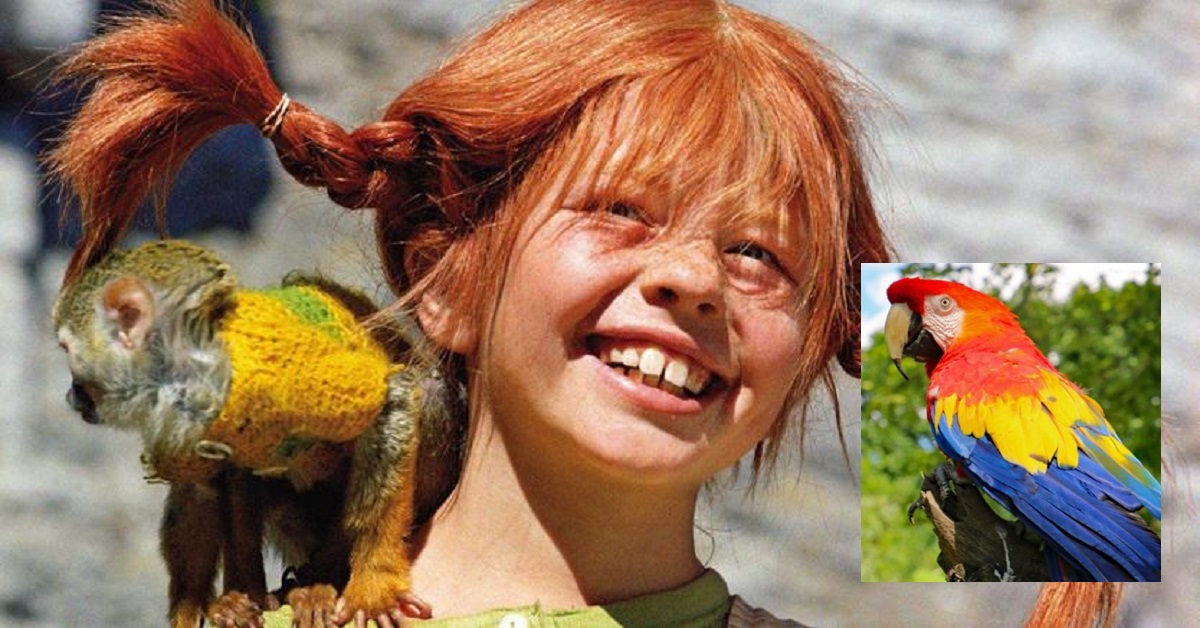 Addio Rosalinda, pappagallo Pippi Calzelunghe