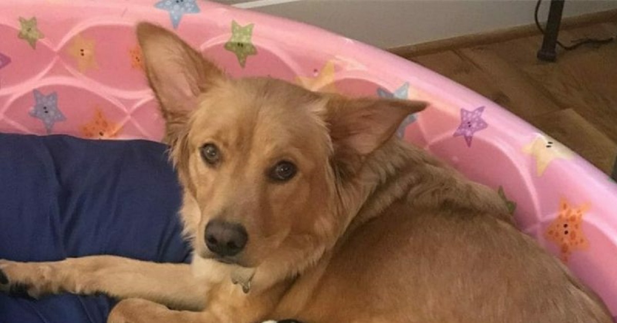 Cane partorisce, quando il proprietario si avvicina i cuccioli sembrano piccole mucche