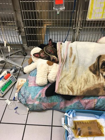 Richmond Animal Care and Control