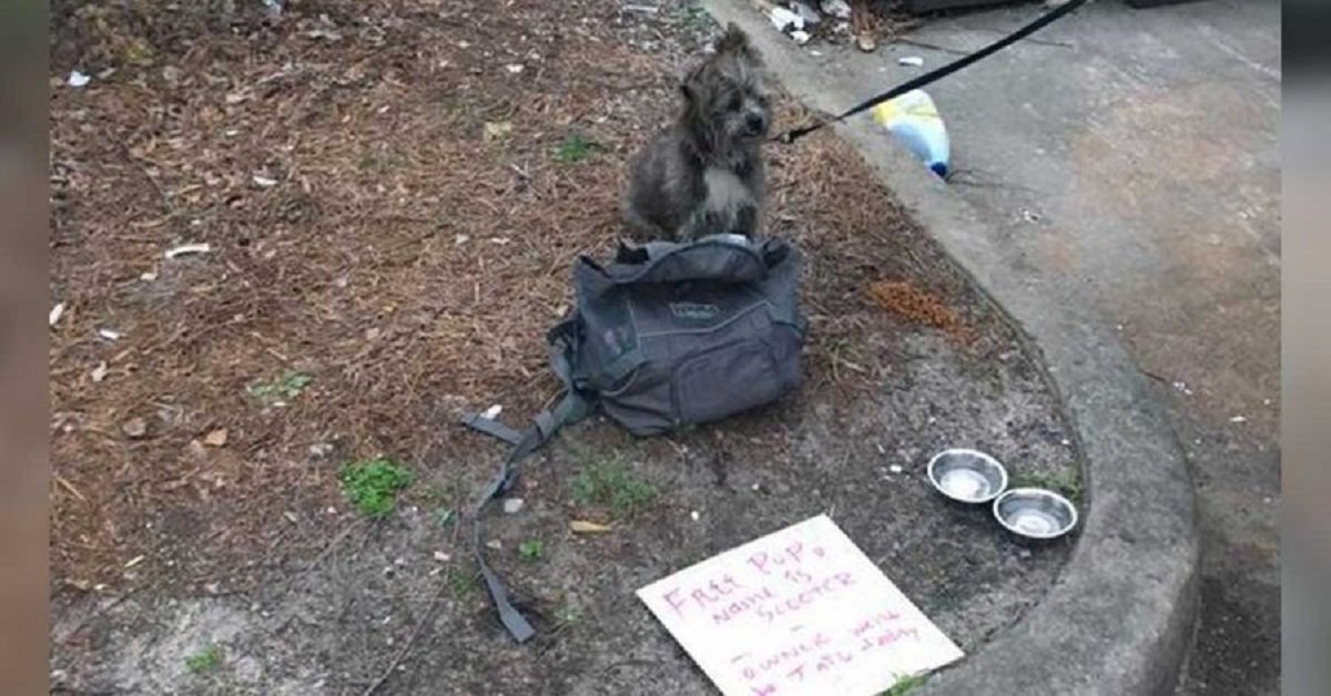 Cane abbandonato nel cassonetto con un biglietto