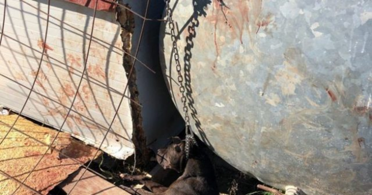 Cane perde la vita, a causa della catena