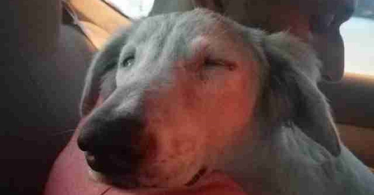 Cane randagio finalmente dorme sonni tranquilli sapendo che avrà una casa