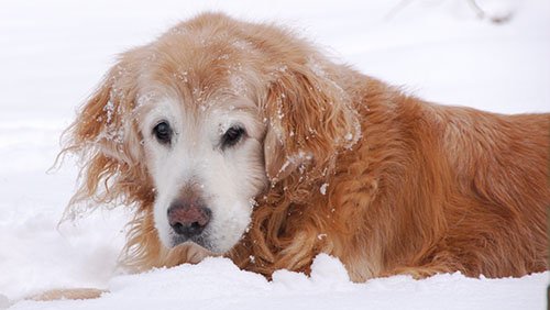 il-cane-lasciato-al-freddo 3