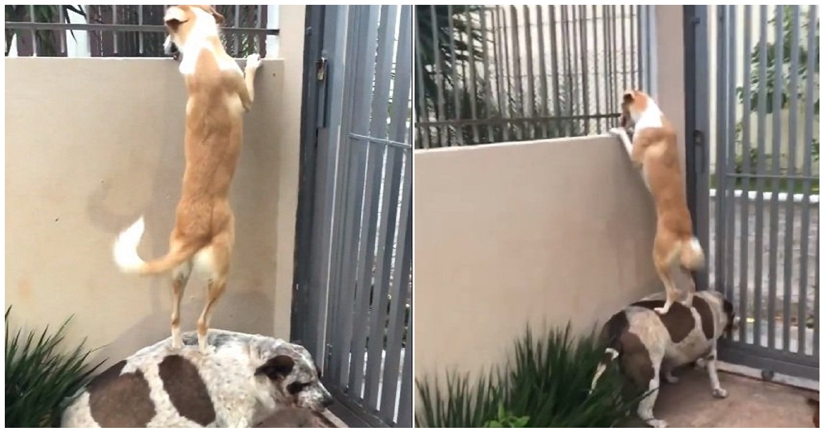Cucciolo sente il suo amore che lo chiama dall’altra parte del recinto, ecco la sua reazione