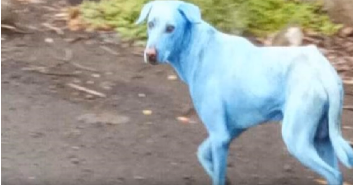 Lo strano caso dei cani azzurri