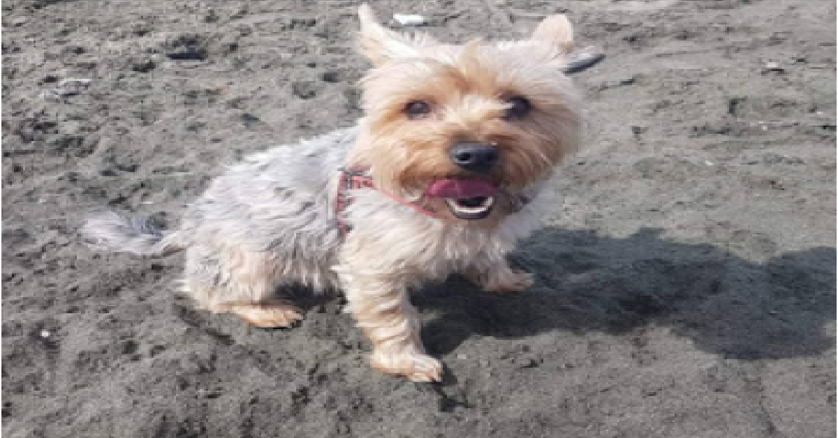 Troppi cani rubati in Italia