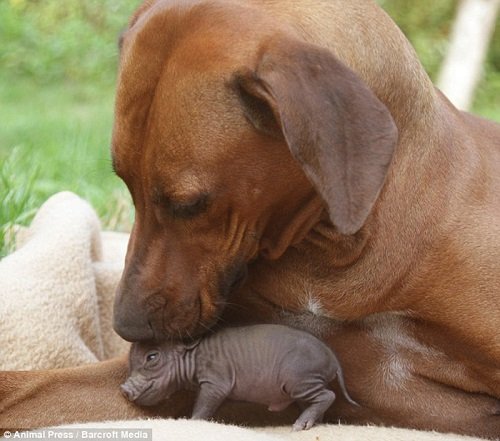 il-legame-speciale-tra-Paulinchen-e-la-cagnolina 3