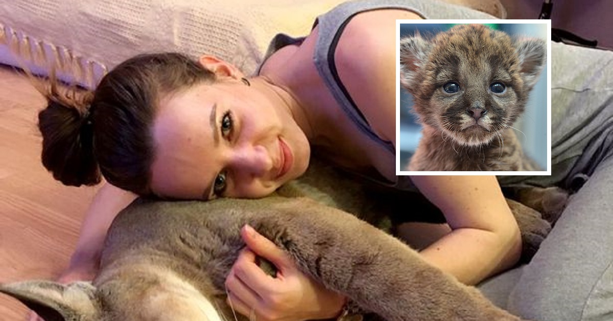 Coppia compra un gattino malato allo zoo e ora si ritrova con un puma di 40 chili