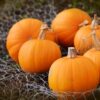 cosa-fare-con-la-zucca