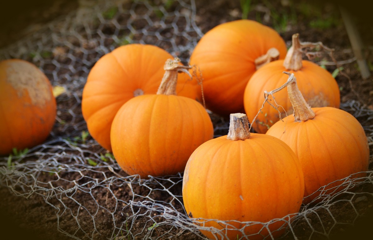 Cosa fare con la zucca: proposte sfiziose!