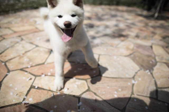 cucciolo