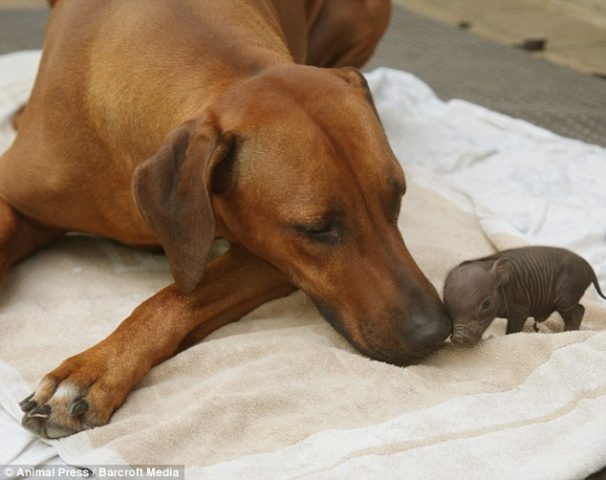 il-legame-speciale-tra-Paulinchen-e-la-cagnolina 1