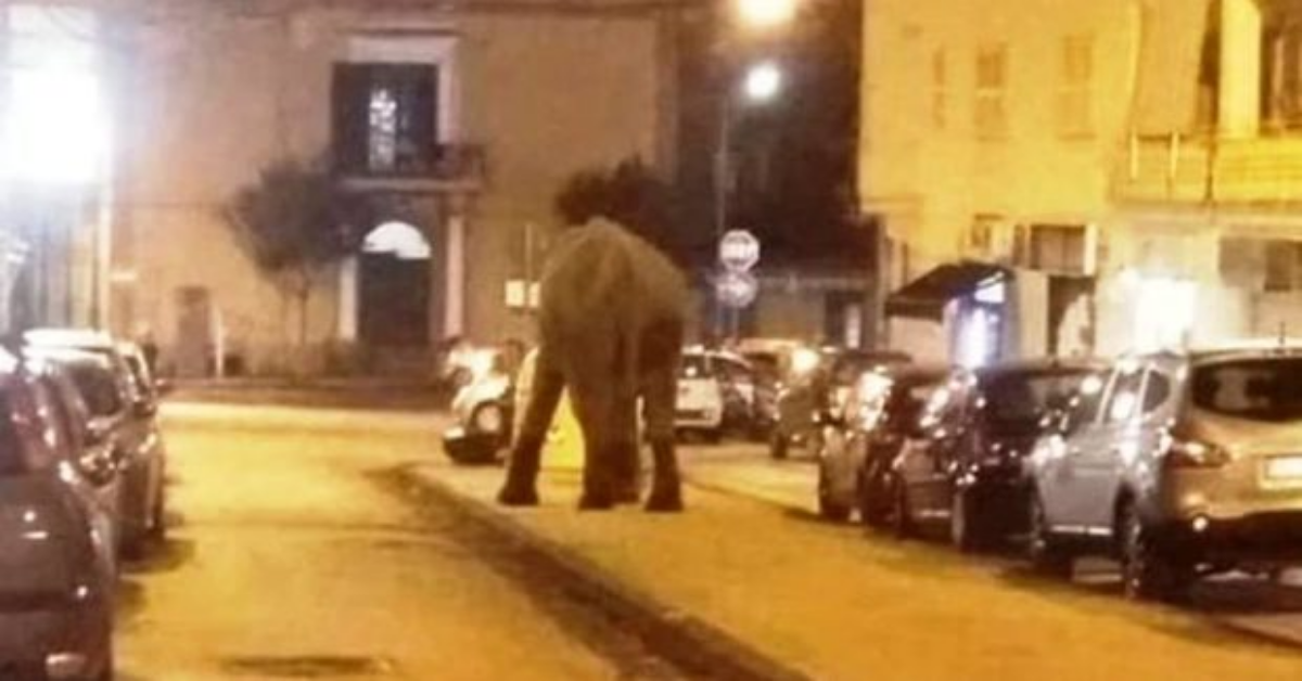 Napoli: elefante scappa dal circo e se ne va a spasso per la città