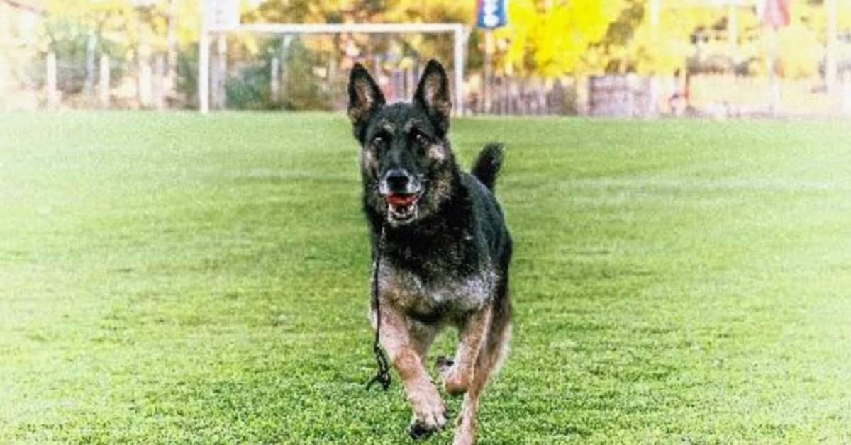 Ciao Falco, cane eroe