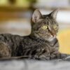 gatto-palla-di-pelo