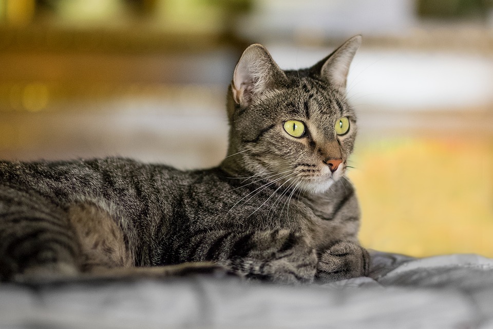 Palla di pelo gatto, sintomi e trattamento