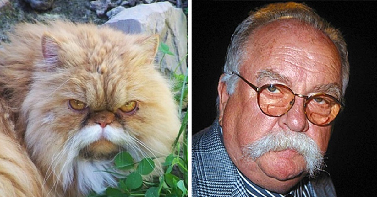 Il gatto rispecchia il proprietario