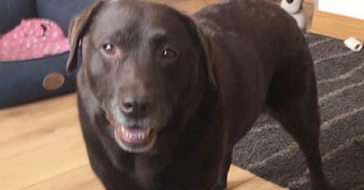 Glasgow,cane avvelenato al parco