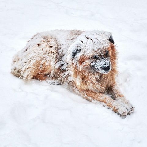 il-cane-lasciato-al-freddo