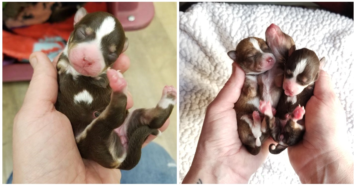 I cuccioli di chihuahua a 2 zampe