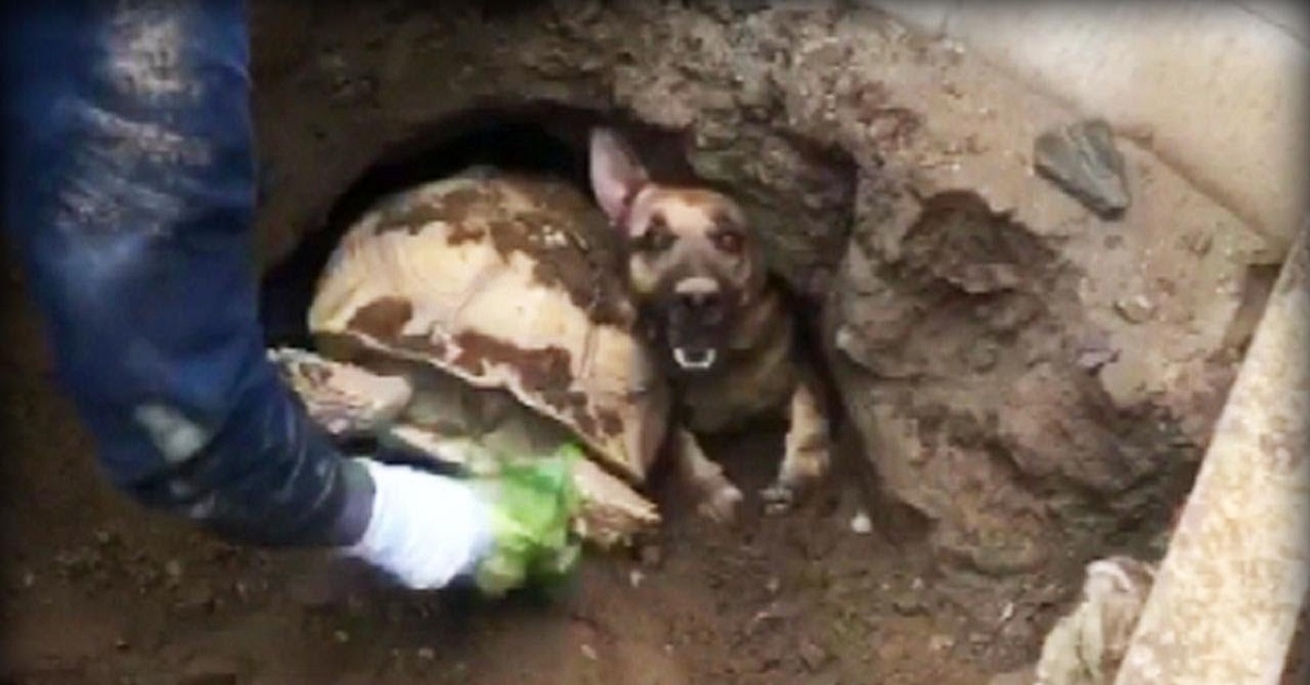 Il salvataggio di un cane e di una tartaruga