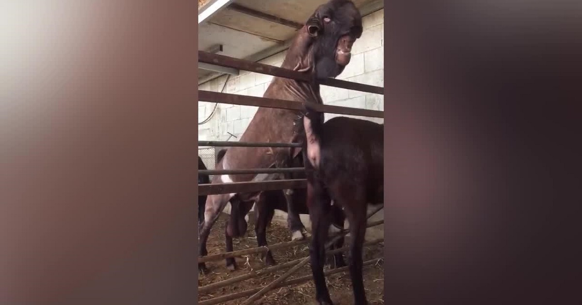 Il video virale della capra più brutta del mondo