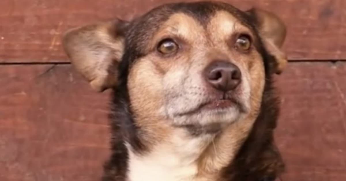 La storia di Budino, il cane da terapia
