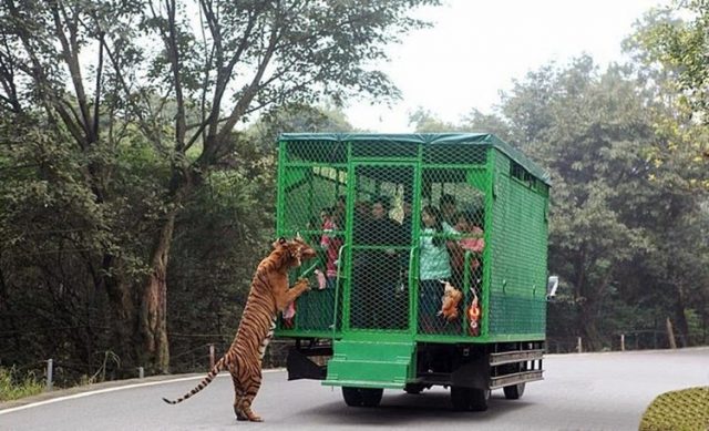 lo-zoo-in-cui-gli-animali-vengono-lasciati-liberi 1