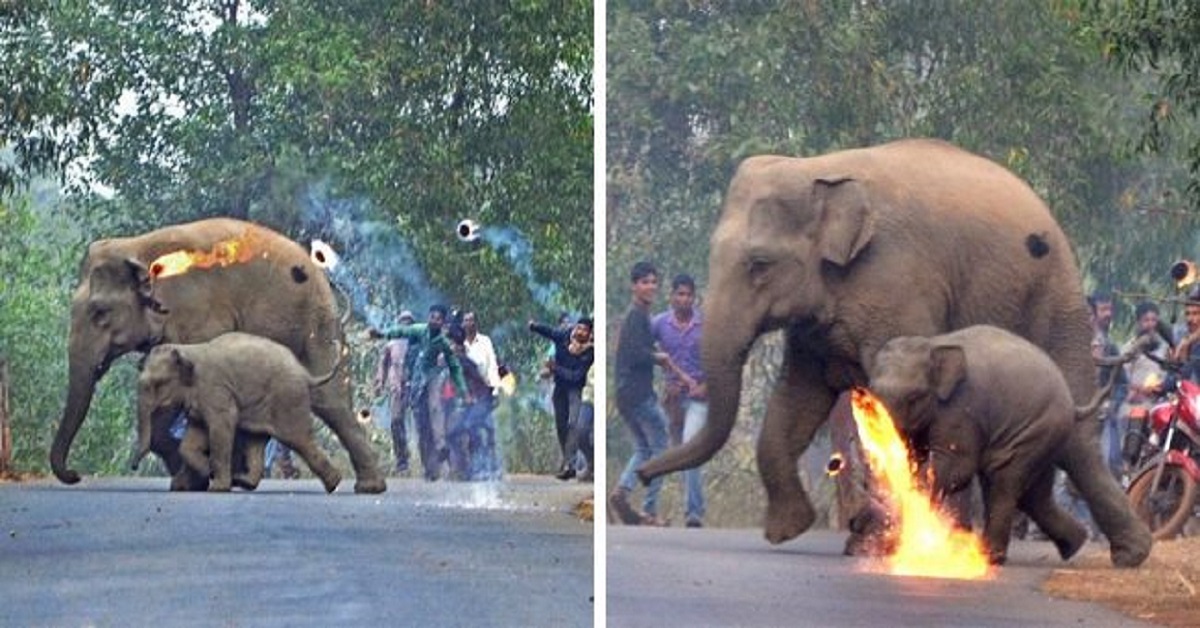 Mamma elefante attaccata insieme al cucciolo da bombe incendiarie