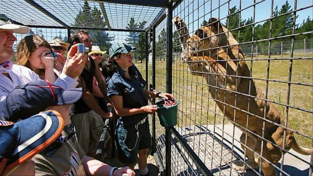 lo-zoo-in-cui-gli-animali-vengono-lasciati-liberi