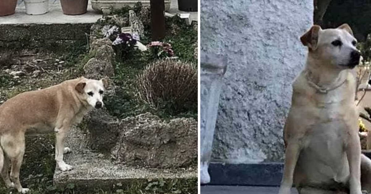 Nicoletta, la cagnolina che da dieci anni vive sulla tomba del suo papà