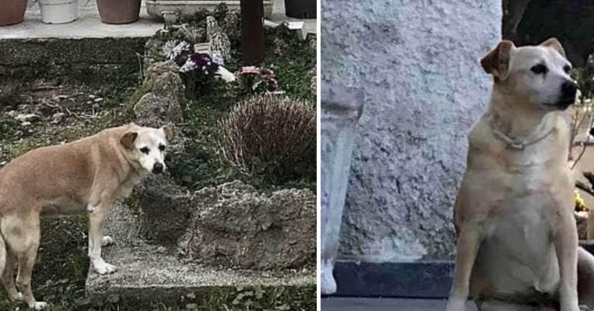 In costruzione la statua per Nicoletta, la cagnolina che per dieci anni, ha vissuto sulla tomba del suo padrone