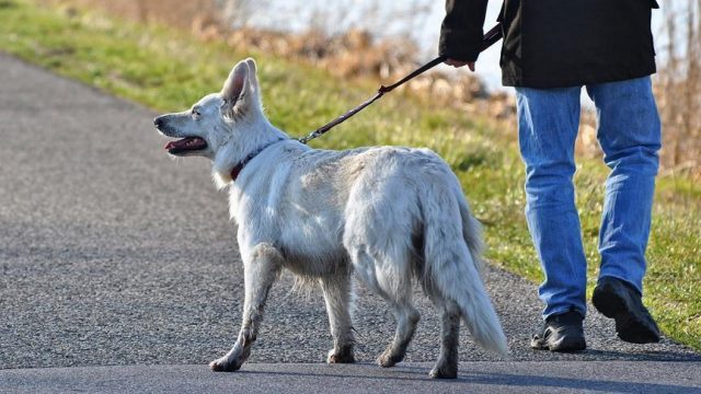 passeggiare-cane