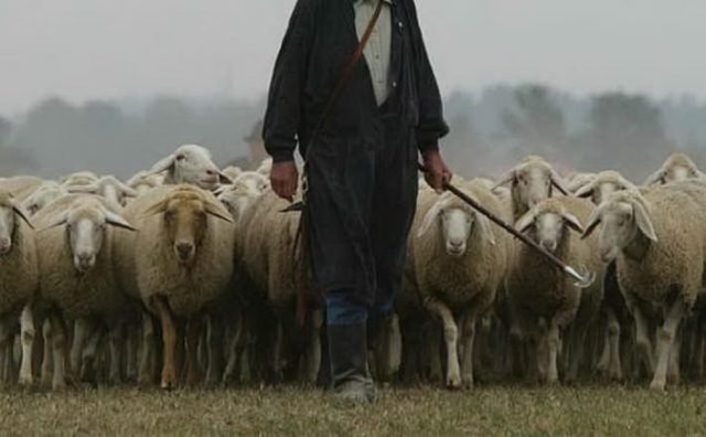 pastore-pecore