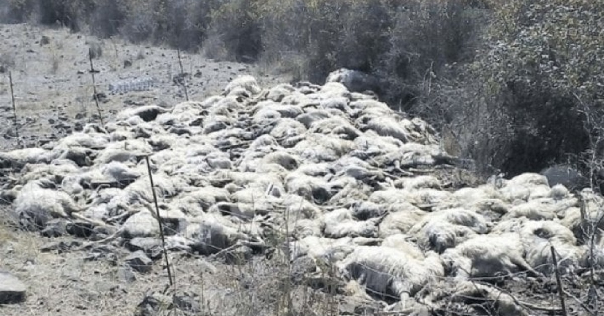 Pastore sardo toglie la vita alle pecore e ai cani