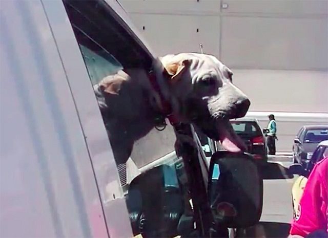 il-cane-lasciato-in-auto-in-Cile 1