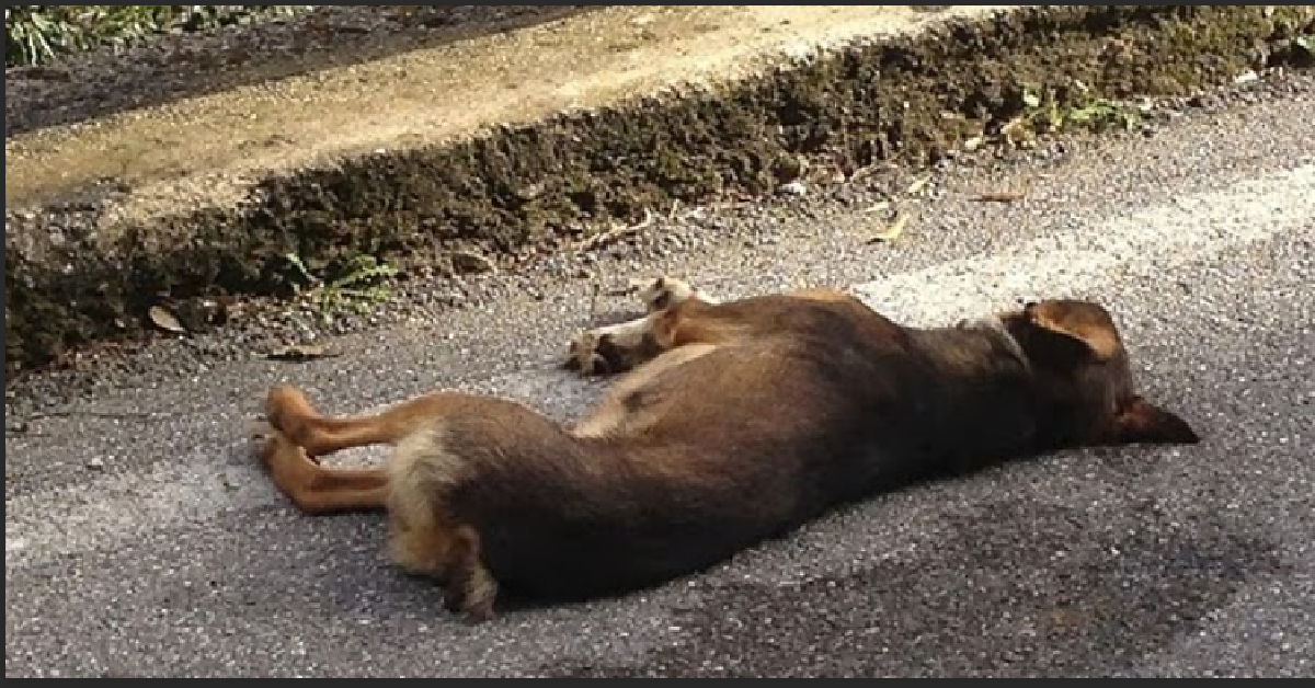 A Perugia ennesimo triste episodio