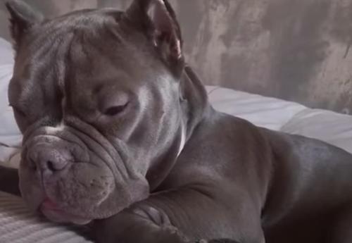 Pablo, il pitbull che odiava gli uomini