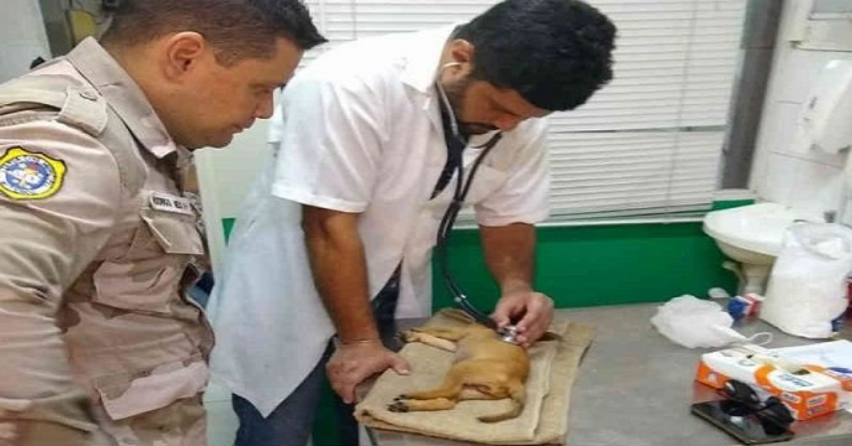 Salvato cagnolino dalle grinfie di alcuni senzatetto