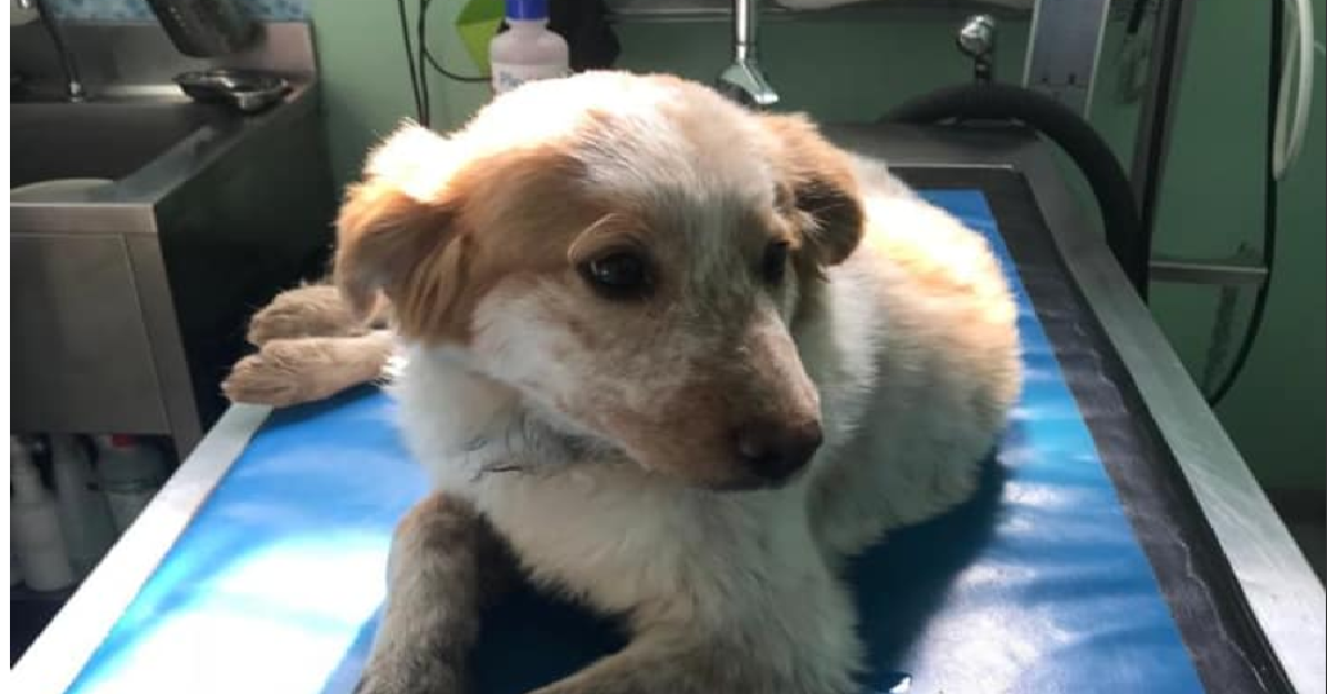 Savana, la cagnolina buttata in strada