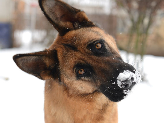 il-cane-lasciato-al-freddo 2