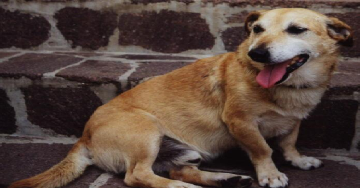 Suicida l’uomo di Treviso a cui era morto il cane