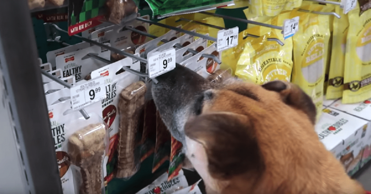 Uomo compra al cane randagio tutto quello che vuole al pet store