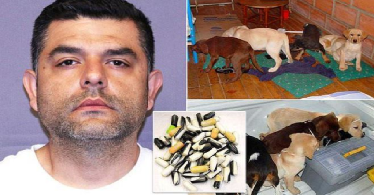 Arrestato veterinario che usava i suoi cani per brutte cose