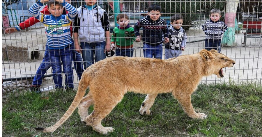 I bambini allo zoo