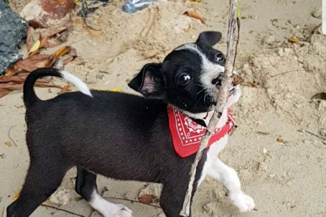 le-terribili-condizioni-in-cui-veniva-tenuto-il-cucciolo 1