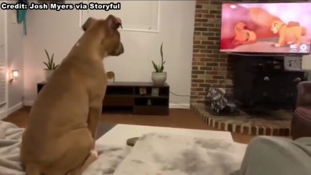 la-cagnolina-che-piange-nel-vedere-il-Re-Leone